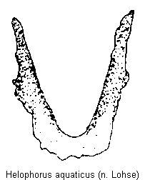 helophorus_aquaticus_w_tergit.gif