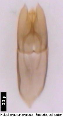 helophorus_arvernicus.jpg