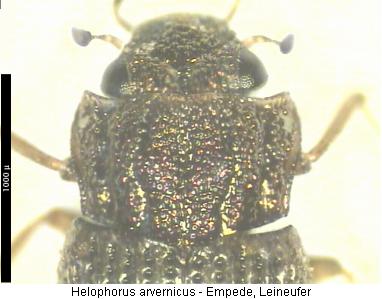 helophorus_arvernicus_vk.jpg