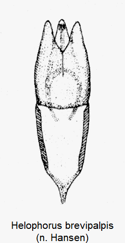 helophorus_brevipalpis.gif