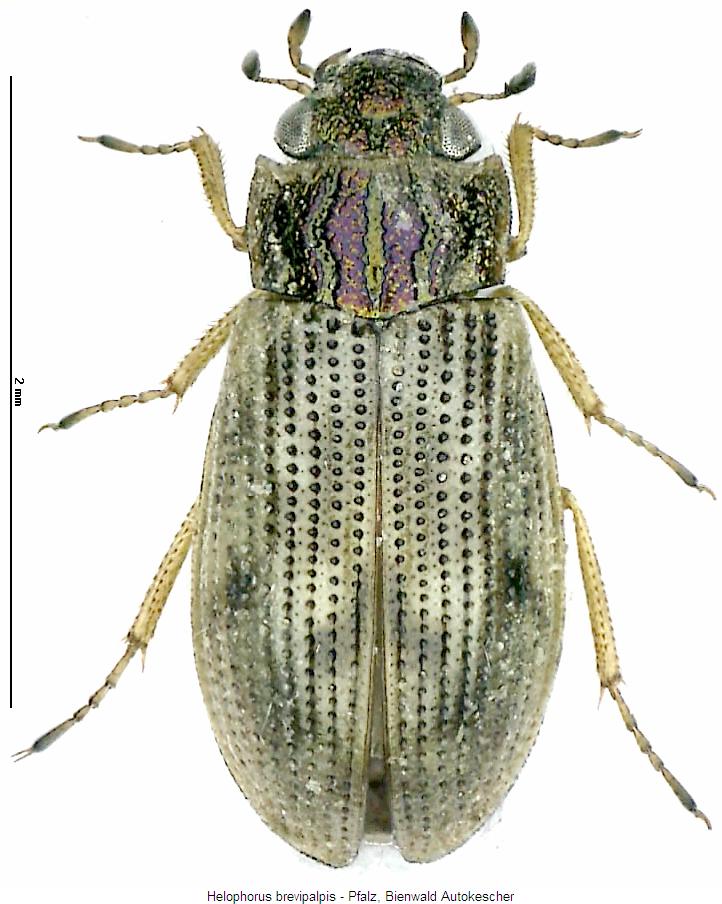 helophorus_brevipalpis_hab.jpg