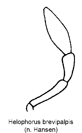 helophorus_brevipalpis_ts.gif