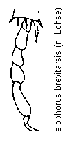 helophorus_brevitarsis_htr.gif