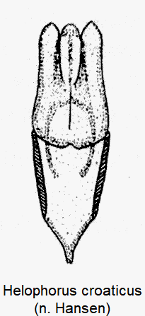 helophorus_croaticus-1.gif