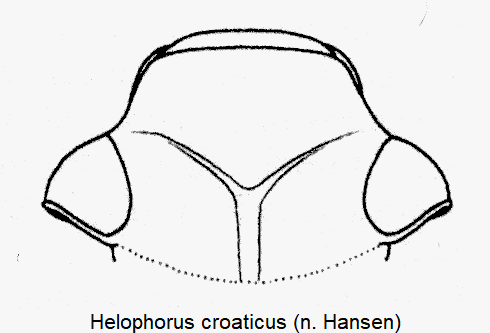 helophorus_croaticus_k.gif