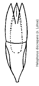 helophorus_discrepans.gif