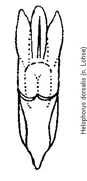helophorus_dorsalis.gif