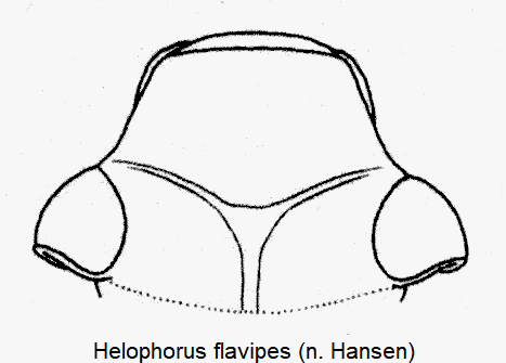 helophorus_flavipes_k.gif