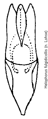 helophorus_fulgidicollis.gif