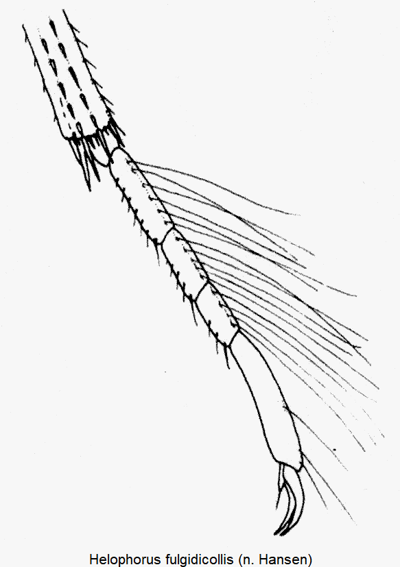 helophorus_fulgidicollis_htr.gif