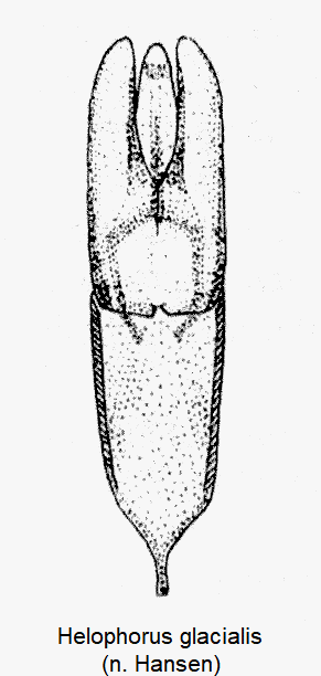 helophorus_glacialis.gif