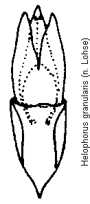 helophorus_granularis.gif