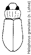 helophorus_granularis_hab.gif