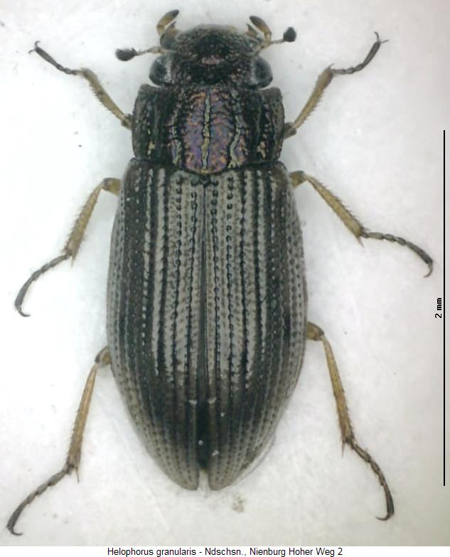 helophorus_granularis_hab.jpg