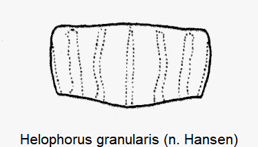 helophorus_granularis_hsch.gif