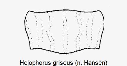 helophorus_griseus_hsch-1.gif