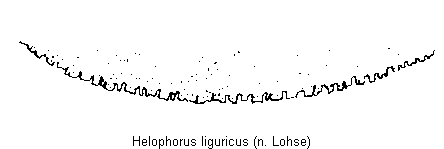 helophorus_liguricus_ast.gif