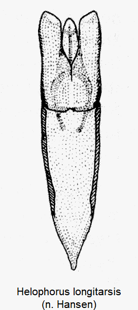 helophorus_longitarsis-1.gif