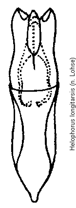 helophorus_longitarsis.gif