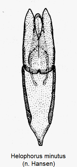 helophorus_minutus-1.gif