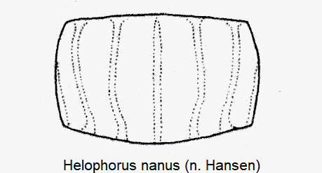 helophorus_nanus_hsch-1.gif