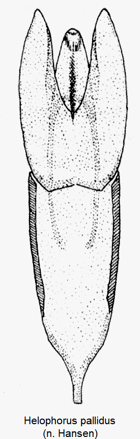 helophorus_pallidus.gif