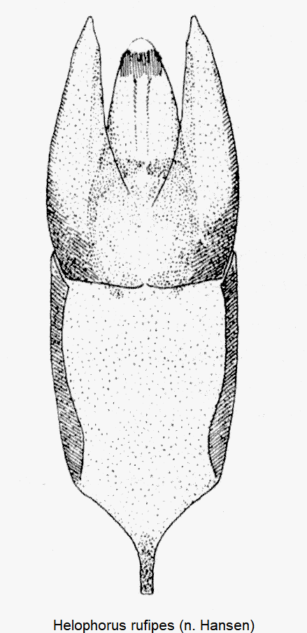 helophorus_rufipes.gif