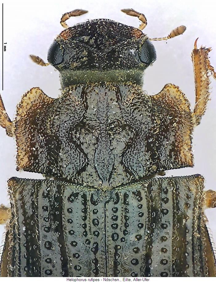 helophorus_rufipes_vk.jpg
