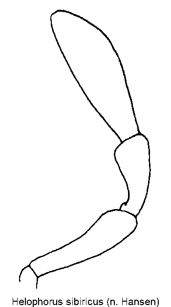 helophorus_sibiricus_ts.gif