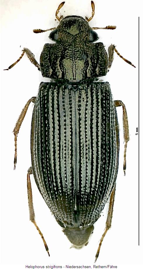 helophorus_strigifrons_hab.jpg