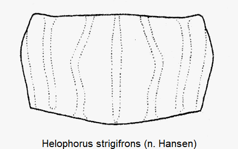 helophorus_strigifrons_hsch.gif