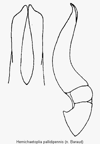 hemichaetoplia_pallidipennis.gif