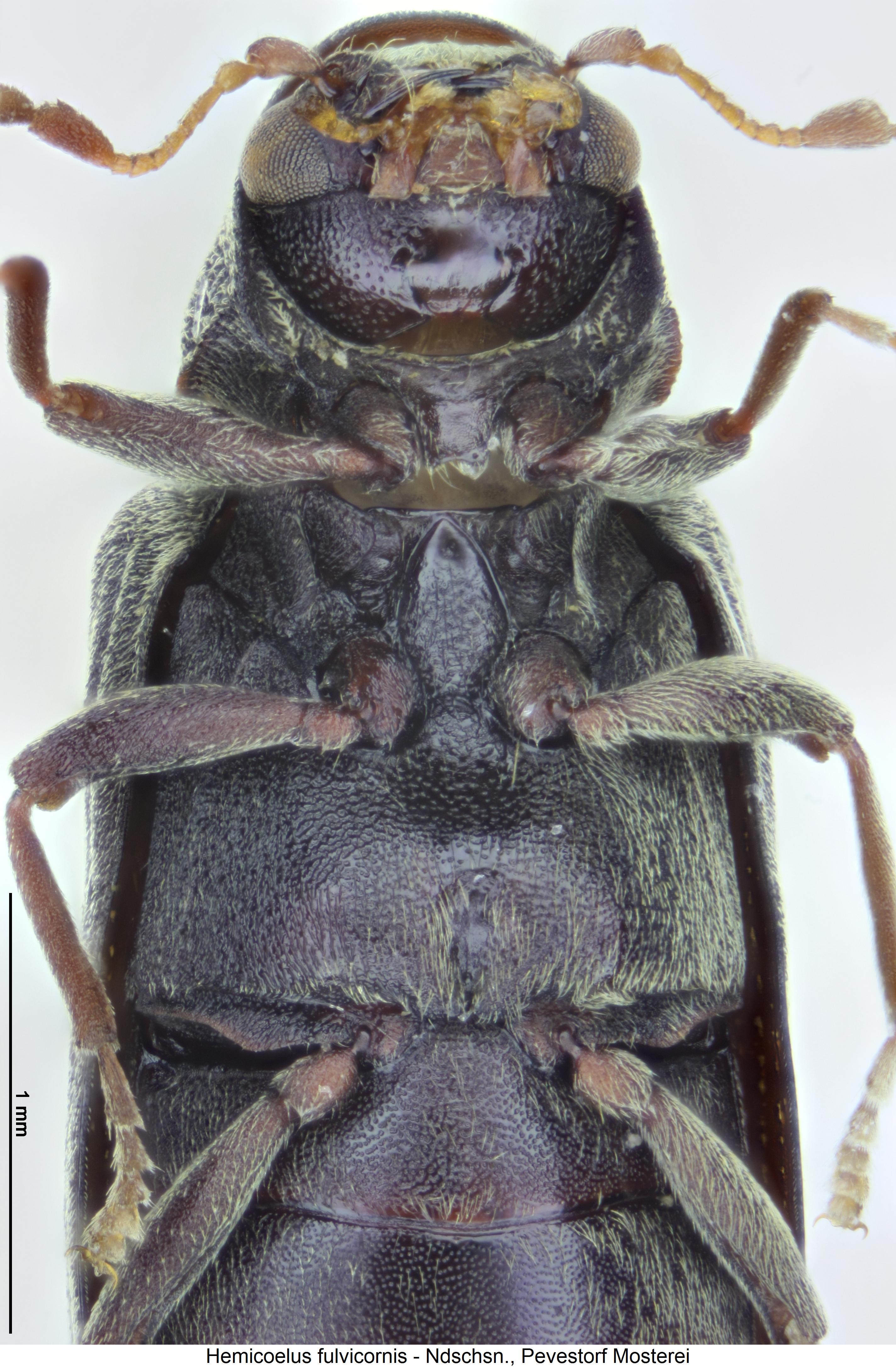 hemicoelus_fulvicornis_us.jpg