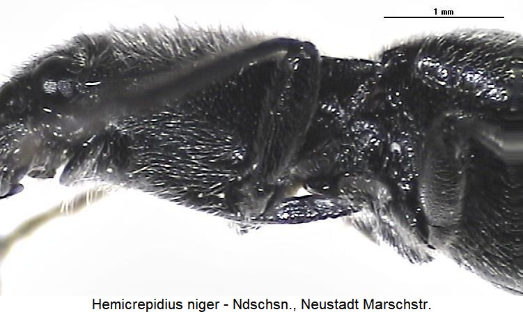 hemicrepidius_niger_sa.jpg