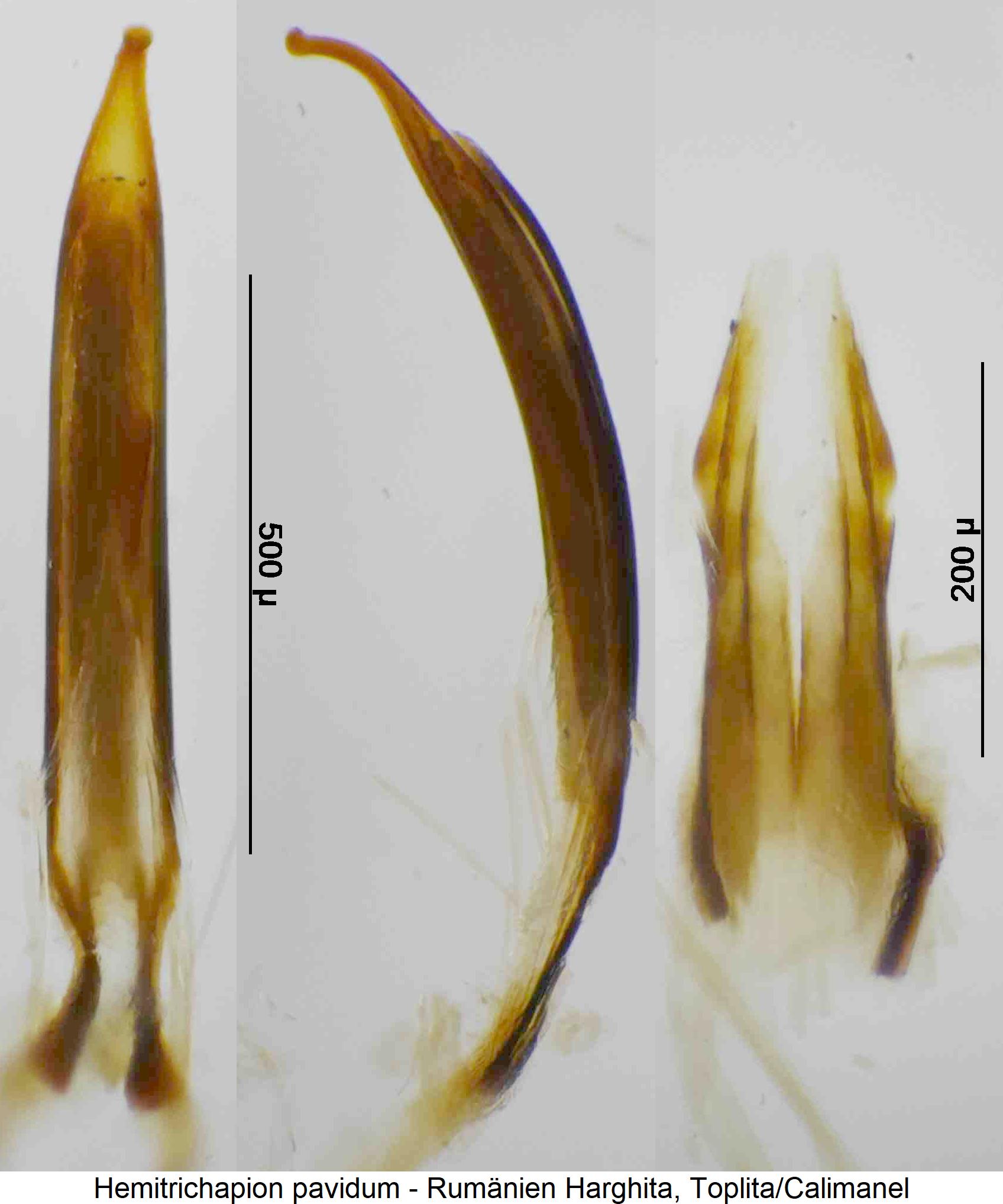 hemitrichapion_pavidum.jpg