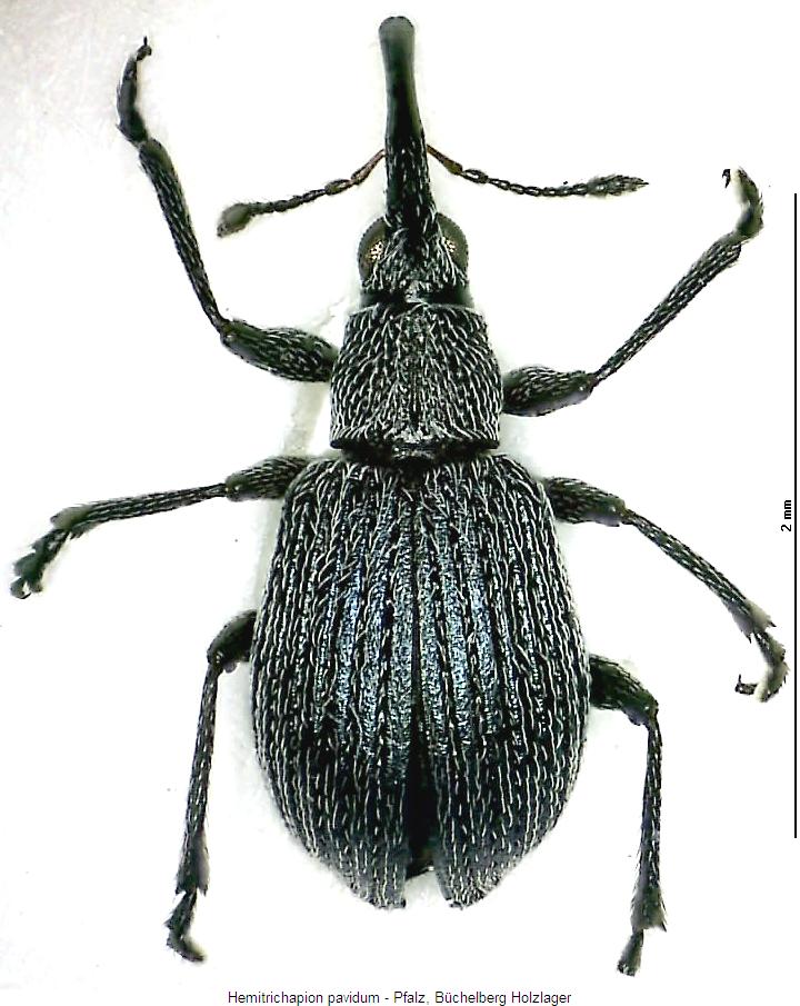 hemitrichapion_pavidum_hab.jpg