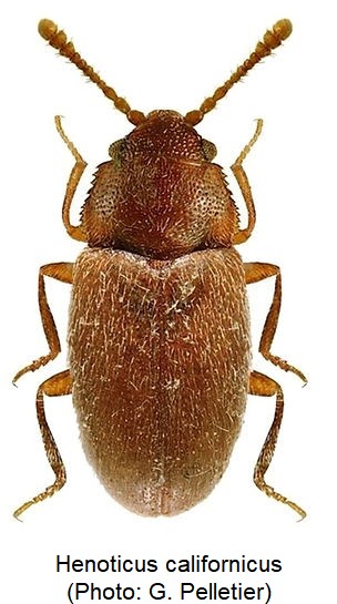 henoticus_californicus_hab.jpg