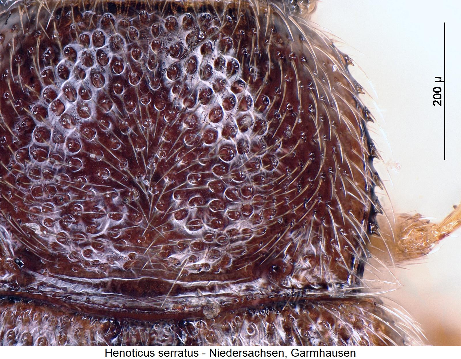 henoticus_serratus_hsch.jpg
