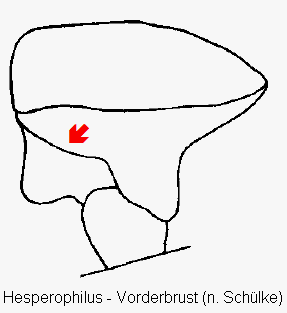 hesperophilus__vbr.gif