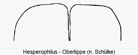 hesperophilus_sp.gif