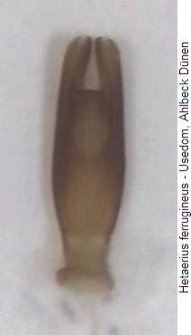 hetaerius_ferrugineus.jpg