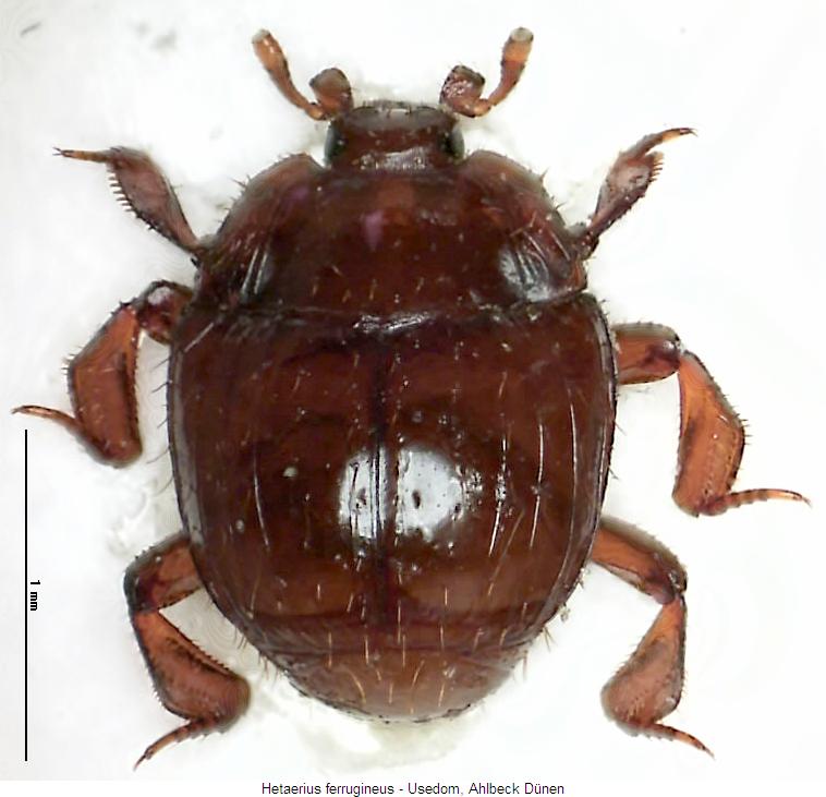 hetaerius_ferrugineus_hab.jpg