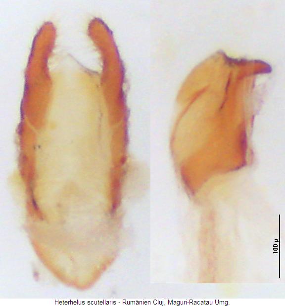 heterhelus_scutellaris.jpg