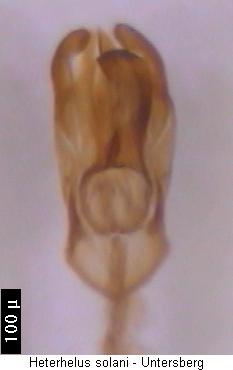 heterhelus_solani.jpg
