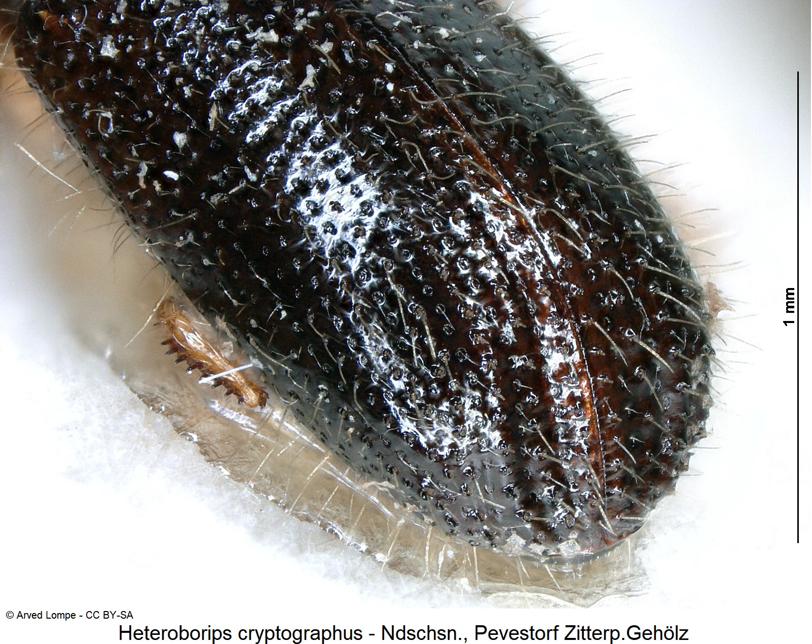heteroborips_cryptographus_ck13032_dec.jpg