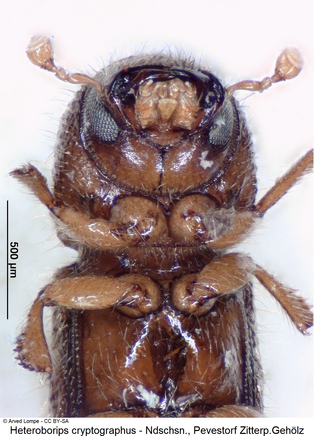 heteroborips_cryptographus_ck13032_us.jpg