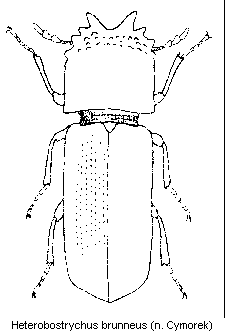 heterobostrychus_brunneus_hab.gif
