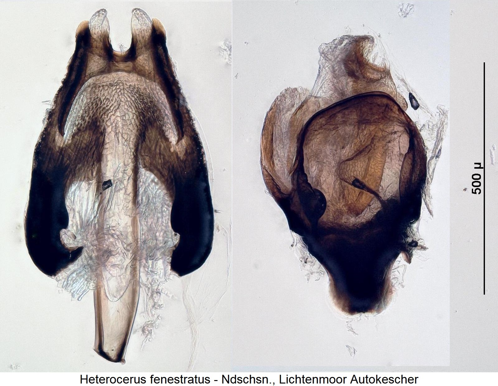 heterocerus_fenestratus1.jpg