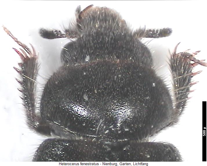 heterocerus_fenestratus_vk.jpg