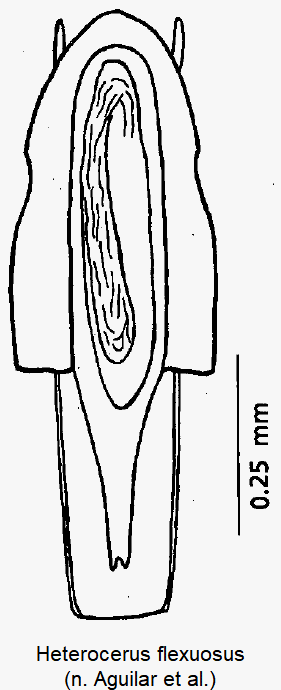heterocerus_flexuosus2.gif